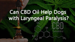 Can CBD Oil Help Dogs with Laryngeal Paralysis