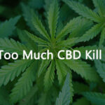 Can Too Much CBD Kill You